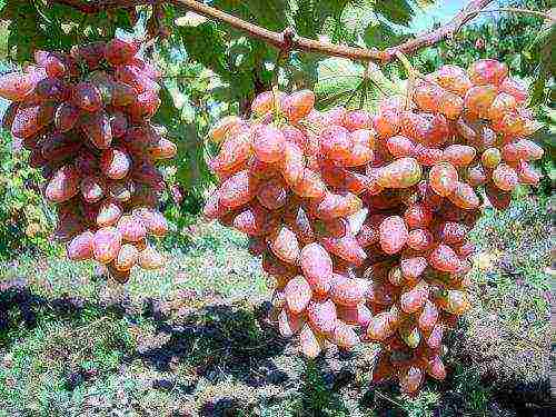 the best pink grapes