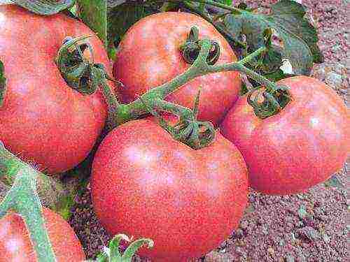 the best salad varieties of tomatoes