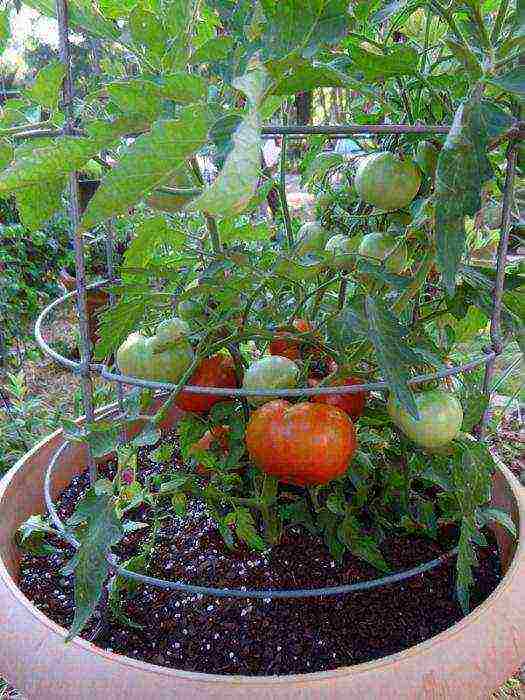 the best salad varieties of tomatoes