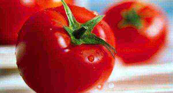 the best salad varieties of tomatoes