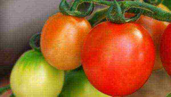 the best salad varieties of tomatoes