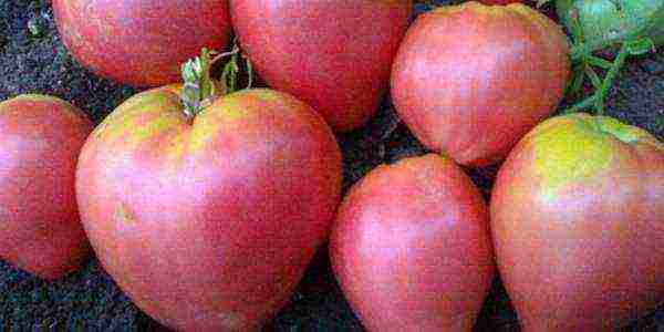 the best salad varieties of tomatoes