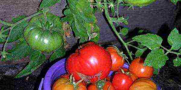 the best salad varieties of tomatoes