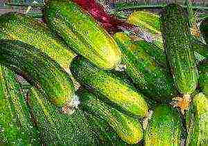 ang pinakamahusay na mga self-pollination na cucumber variety