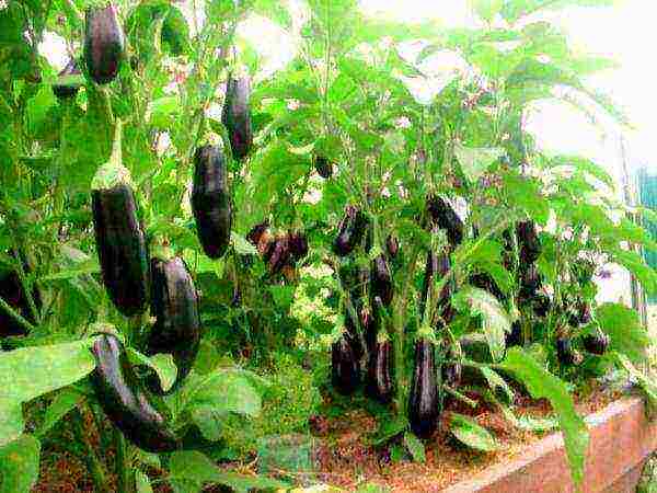 the best early ripening varieties of eggplant