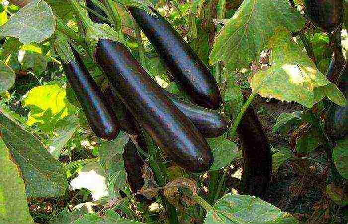 the best early ripening varieties of eggplant