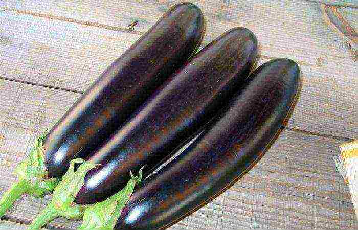 the best early ripening varieties of eggplant