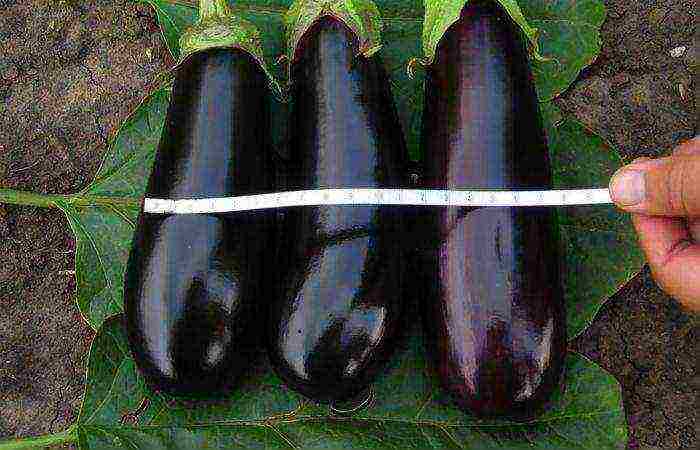 the best early ripening varieties of eggplant