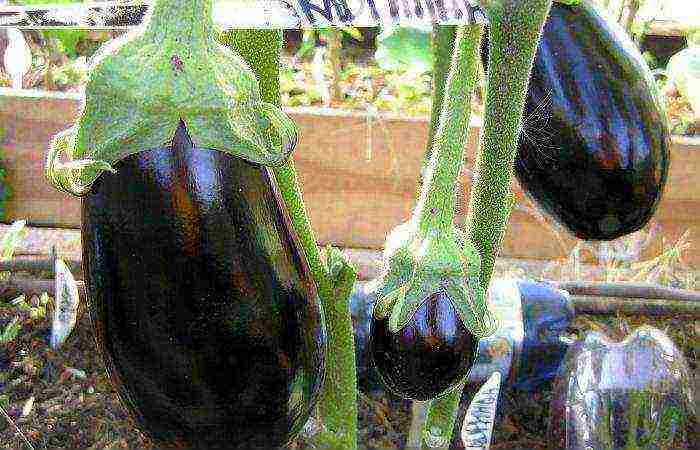 the best early ripening varieties of eggplant