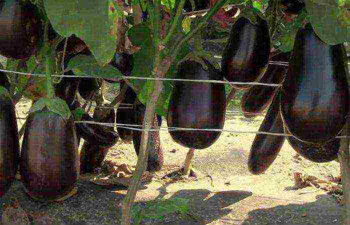 the best early ripening varieties of eggplant