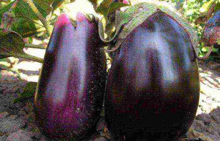 the best early ripening varieties of eggplant