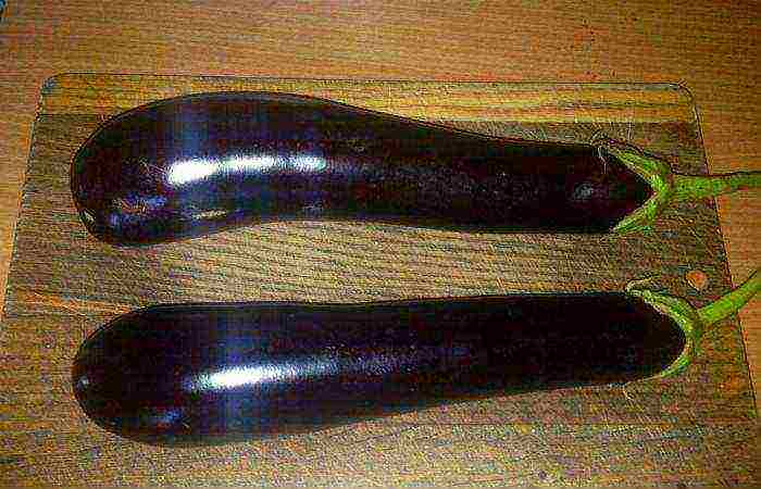 the best early ripening varieties of eggplant