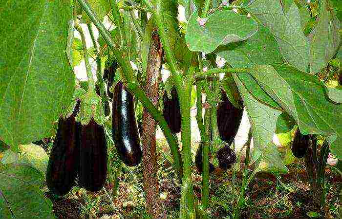 the best early ripening varieties of eggplant