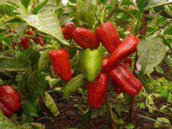 best sweet peppers varieties