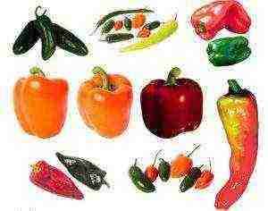 best sweet peppers varieties