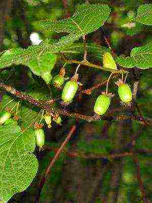 the best varieties of actinidia kolomikta