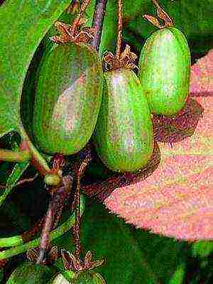 the best varieties of actinidia kolomikta