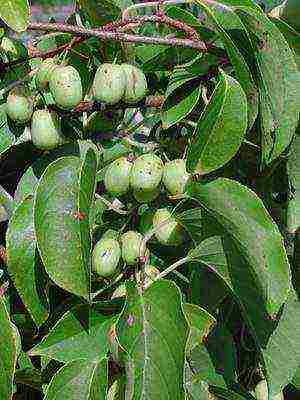 the best varieties of actinidia kolomikta