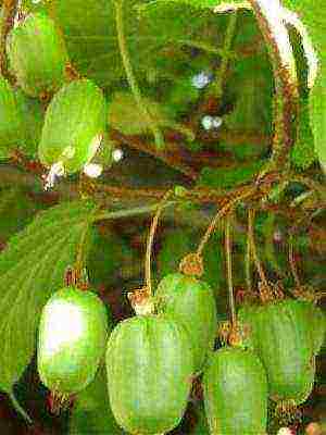 the best varieties of actinidia kolomikta