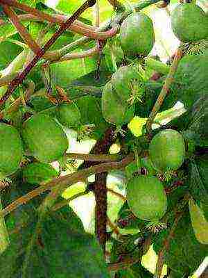 the best varieties of actinidia kolomikta