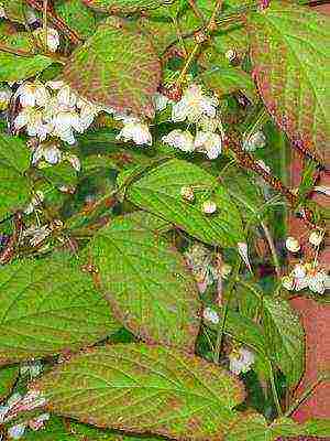 the best varieties of actinidia kolomikta