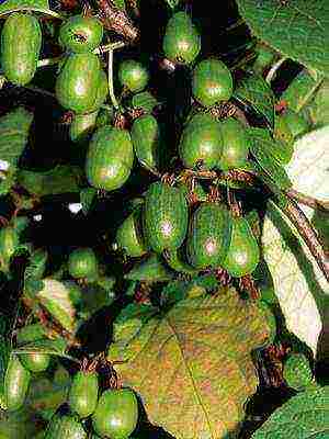 the best varieties of actinidia kolomikta