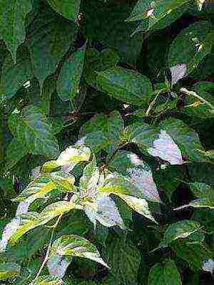 the best varieties of actinidia kolomikta