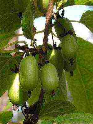 the best varieties of actinidia kolomikta