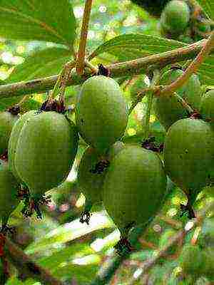 the best varieties of actinidia kolomikta