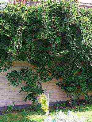 the best varieties of actinidia kolomikta