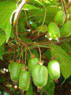 the best varieties of actinidia kolomikta