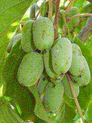 the best varieties of actinidia kolomikta