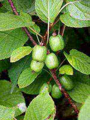 the best varieties of actinidia kolomikta