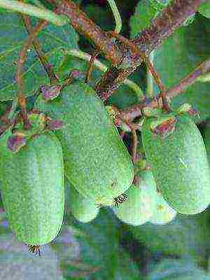 the best varieties of actinidia kolomikta