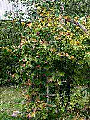 the best varieties of actinidia kolomikta