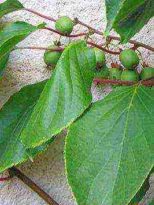 the best varieties of actinidia kolomikta