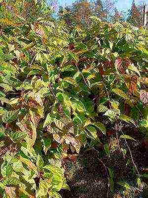 the best varieties of actinidia kolomikta