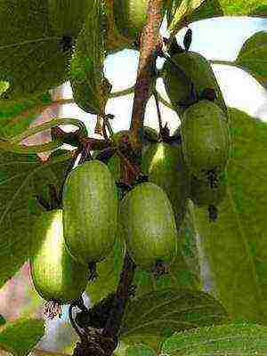 the best varieties of actinidia kolomikta