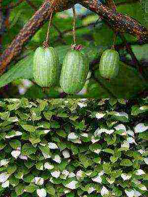 the best varieties of actinidia kolomikta