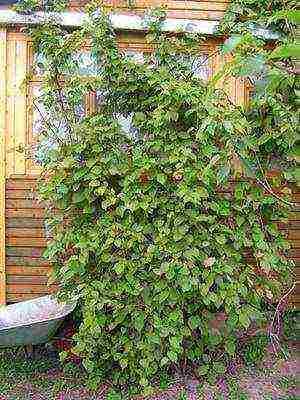 the best varieties of actinidia kolomikta