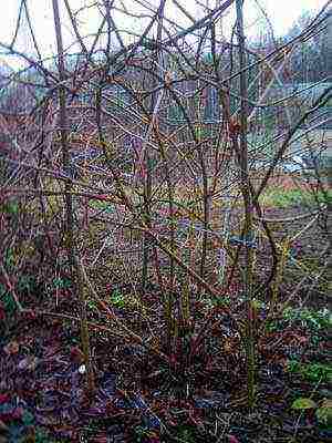 the best varieties of actinidia kolomikta