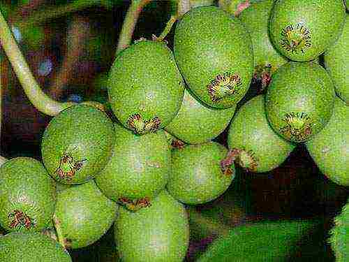 the best varieties of actinidia kolomikta