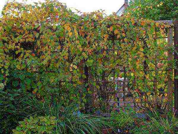 the best varieties of actinidia kolomikta