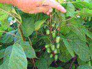 the best varieties of actinidia kolomikta