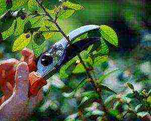 the best varieties of actinidia kolomikta