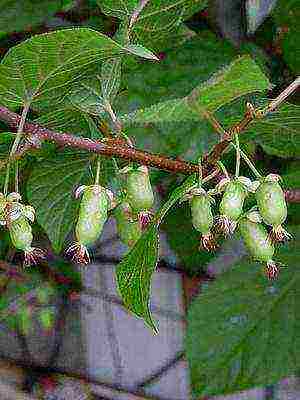 the best varieties of actinidia kolomikta