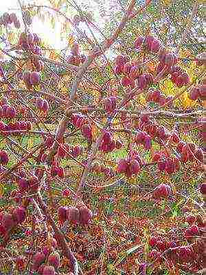 the best varieties of actinidia kolomikta