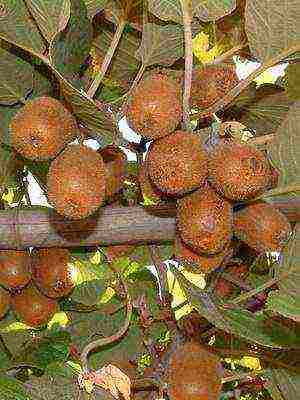 the best varieties of actinidia kolomikta