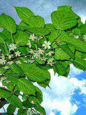 the best varieties of actinidia kolomikta