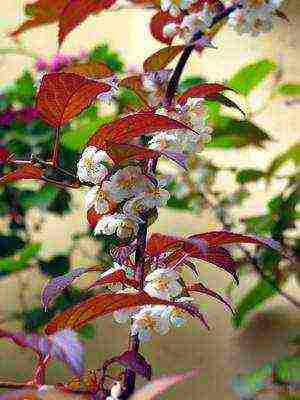 the best varieties of actinidia kolomikta